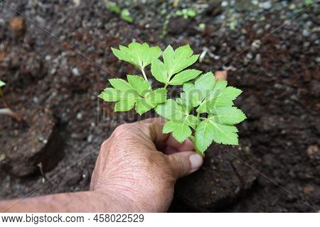 Angelica Keiskei (ashitaba) Cultivation In Vegetable Garden. Apiaceae Vegetable. It Has A Nourishing