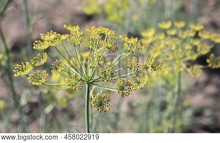 Background With Dill Umbel Close-up. Garden Plant. Fragrant Dill On A Bed In The Garden. Growing Dil