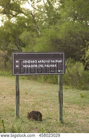 Dec 28, 2021, Entre Rios, Argentina: Signpost Inside El Palmar National Park With A Capybara Pup, Hy