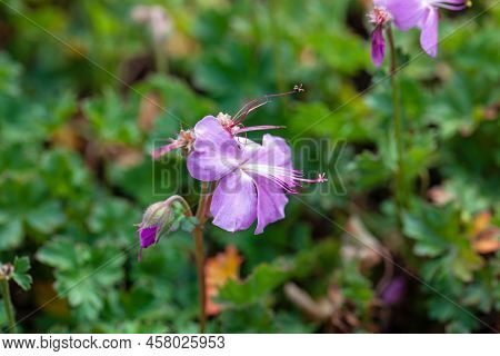 Dalmatian Cranesbill, Geranium Dalmaticum