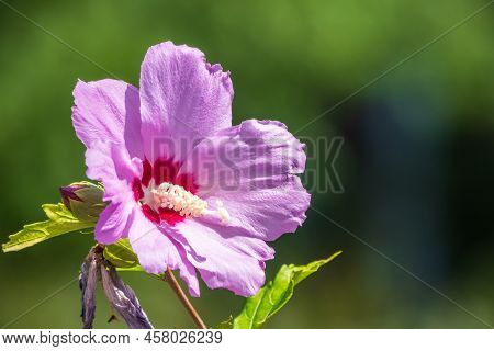 Pink Flowers Of Hibiscus Moscheutos Plant Close-up. Hibiscus Moscheutos, Swamp Hibiscus, Rose Mallow