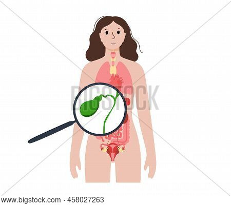 Gallbladder Anatomical Poster Or Banner For Education. Scheme Of Biliary Ducts. Part Of The Digestiv