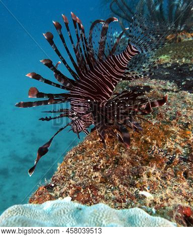 Luna Lionfish Swimming Also Known As Pterois Lunulata Boracay Island Philippines