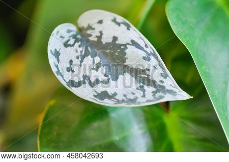Satin Pothos, Silver Hilodendron Or Scindapsus Pictus Hassk Or Argyreus
