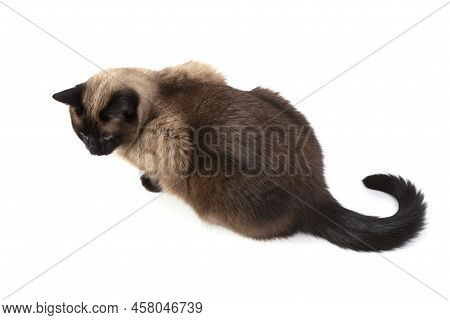 Siamese Cat Isolated On White Background.photographed Cat On A White Background.