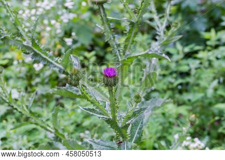 Flower Heads Of Thistle, Specie Onopordum Acanthium, Also Known As Cotton Thistle On A Blurred Backg