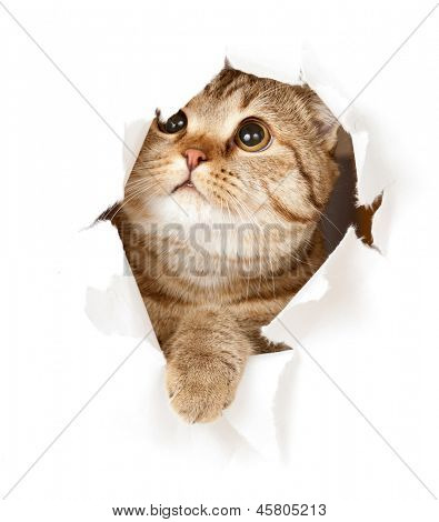 kot w otwór papier