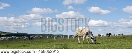 Cows Graze In Green Grassy Summer Landscape Near Han Sur Lesse And Rochefort In Belgian Ardennes Are