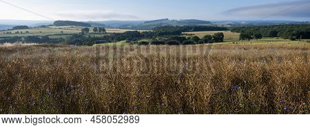 Landscape With Corn Field And Flowers In Belgian Ardennes Near Han Sur Lesse And Rochefort Under Blu