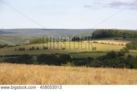 Landscape With Corn Field And Flowers In Belgian Ardennes Near Han Sur Lesse And Rochefort Under Blu