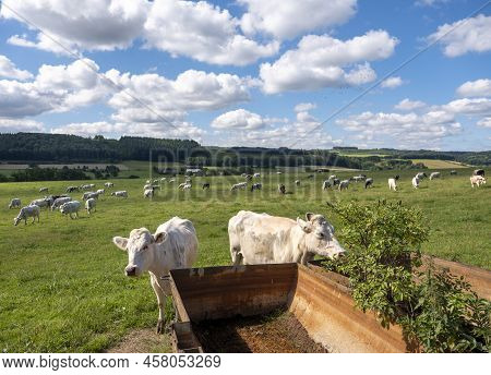 Cows Graze In Green Grassy Summer Landscape Near Han Sur Lesse And Rochefort In Belgian Ardennes Are