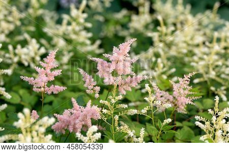 Pink Flowers Of Astilbe In Summert Cottage Garden