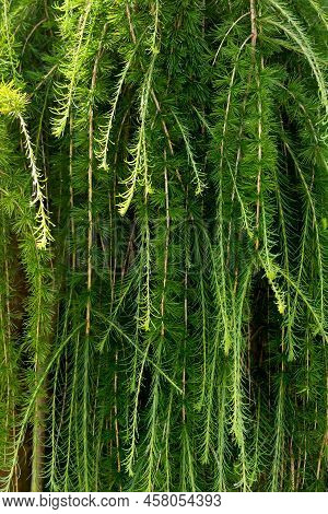 Kempfer Larch Stiff Weeper, Larix Kaempferi Growing In Park