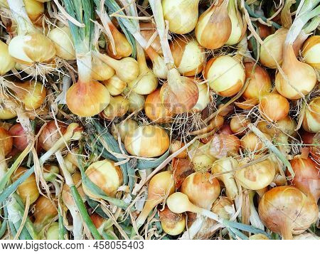 Harvesting Onions In The Field, Background Image
