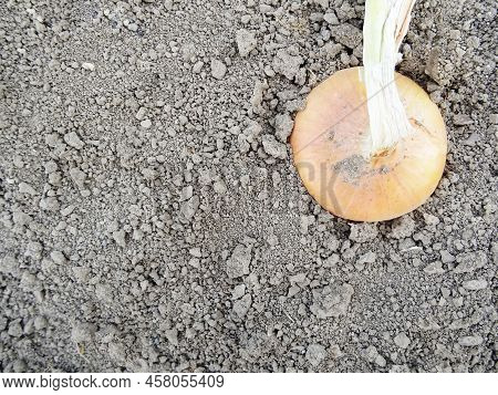 Harvesting Onions In The Field, Background Image