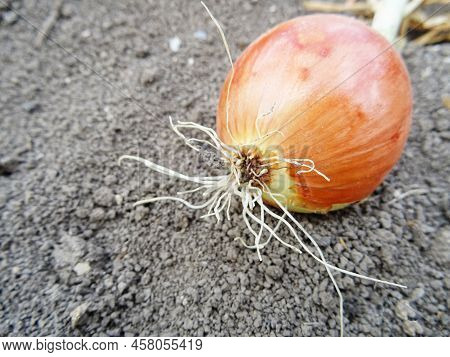 Harvesting Onions In The Field, Background Image