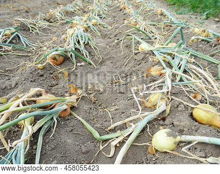 Harvesting Onions In The Field, Background Image