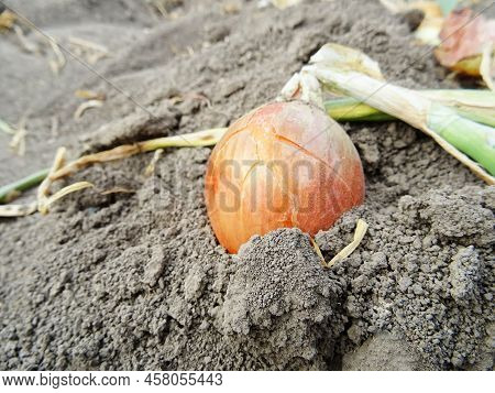 Harvesting Onions In The Field, Background Image