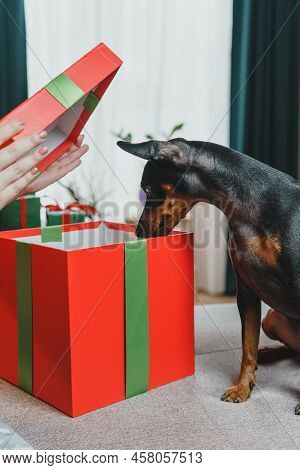 Happy Young Woman Giving Present For Her Dog From A Gift Box.