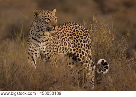 Leopard (panthera Pardus) Male In Early Morning Light, Kgalagadi Transfortier Park, South Africa