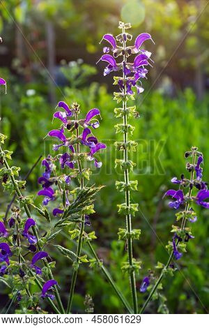Salvia Pratensis, The Meadow Clary Or Meadow Sage, Is A Species Of Flowering Plant In The Family Lam