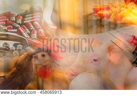 Chickens And Pigs In Livestock Farms Use Antibiotics. Antibiotic Drug Resistance Problem. Commercial