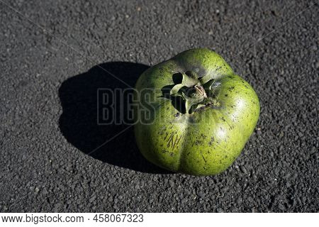 The Black Sapote, Also Known As The Chocolate Pudding Fruit. Exotic Fruit From Mexico.