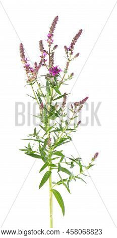 Purple Loosestrife Bush With Flowers, Isolated On White Background. Lythrum Salicaria. Herbal Medici