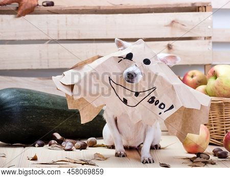 Purebred Chihuahua White Dog With Big Black Nose And Rose Years Posing With A Funny Cheerful Ghost M