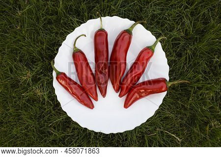 Ripe Chili Pepper In White Plate With Natural Grass Background. Cayenne Pepper, Thick Skin Pepper