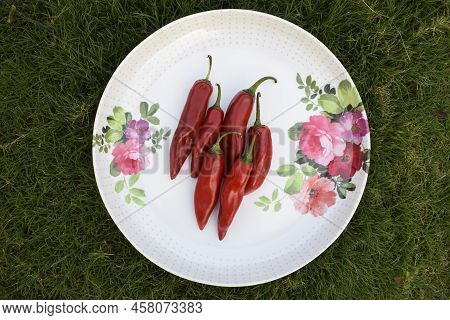 Thick Big Fresh Red Chilly Vegetable. Hot Red Cayenne Pepper Or Jalepeno Chili Used To Make Indian P