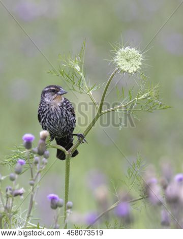Immature Male Red-winged Blackbird (agelaius Phoeniceus) Perched On A Wild Carrot Stem - Sarnia, Ont