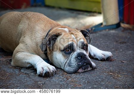 English Bulldog Laying Down With Eyes Open And Staring On A Hot Day.. Near Pender Harbour, British C