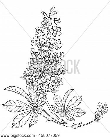 Vector Corner Bunch Of Outline Buckeye Or Horse Chestnut Flower With Leaf In Black Isolated On White