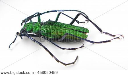Beetle Isolated On White. Unusual Metallic Green Iridescent Longhorn Beetle Psalidognathus Friendi M