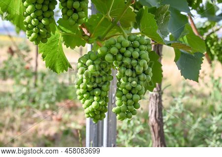 Grapes Ripening On The Bush. Green Berries Before Ripening.