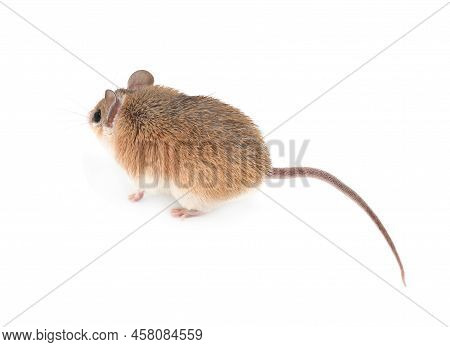 Small Cute Spiny Mouse On White Background