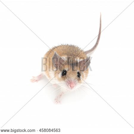 Small Cute Spiny Mouse On White Background