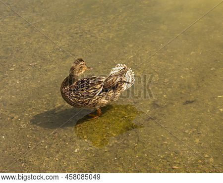 Mallard Duck Is Swimming In The Pond. The Duck Is Floating In The River And Look For Food. Migration