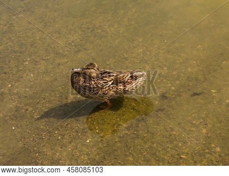 Mallard Duck Is Swimming In The Pond. The Duck Is Floating In The River And Look For Food. Migration