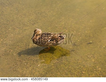 Mallard Duck Is Swimming In The Pond. The Duck Is Floating In The River And Look For Food. Migration