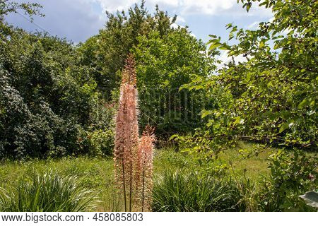 Eremurus Romance Shelford Salmon Pink Tall Flower In The Summer Garden