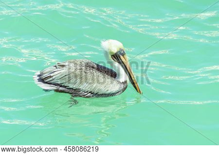 Brown Pelican On Turquoise Sea Water. Brown American Pelican In Profile, In A Natural Environment.