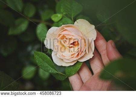 Tea Rose In The Garden, Plant Care