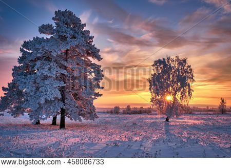 Trees Covered With Snow One, Winter Landscape, Wilderness,