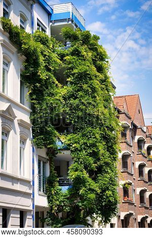 Extreme Facade Greening With Campsis Radicans Trumpet Vine In The Oldtown Cologne