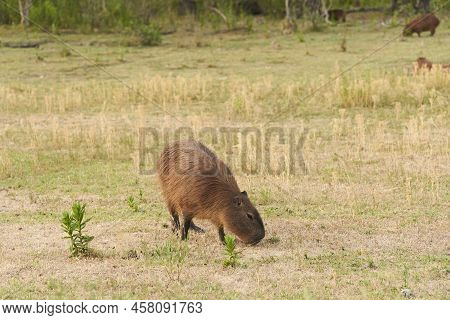 Capybara, Hydrochoerus Hydrochaeris, Largest Living Rodent, Native To South America, Eating Grass A 