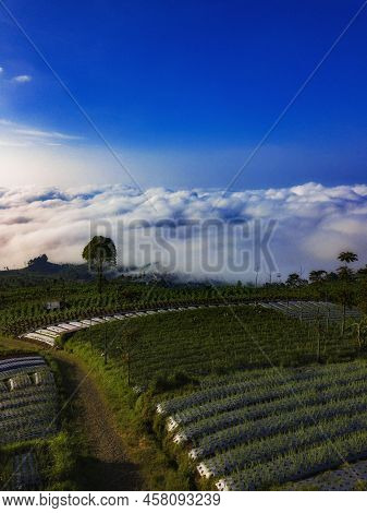 Vegetable Plantation On The Slope Of Mountain With View Sea Of Clouds In The Morning