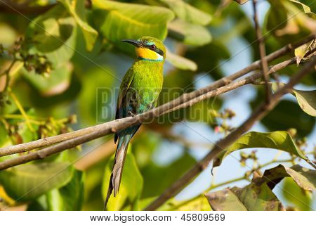 Kaju ağacı içinde Swallow-Tailed arı kuşugiller