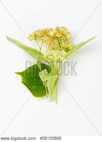 Linden Flowers With Leaves Isolated On A White Background. Limetree.